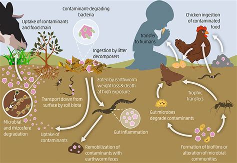 Exploring the Fascinating Phenomenon of Soil Ingestion in Dreams