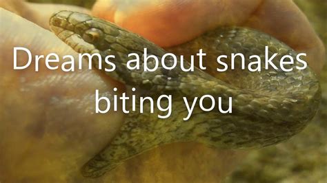 Exploring the Fascinating Significance of Being Bitten by a Venomous Snake in One's Dreams