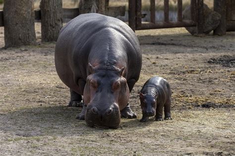 Exploring the Fascination with Hippopotamus Symbolism