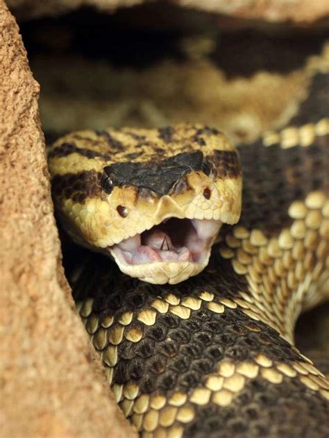 Exploring the Fear Factor: Rattlesnakes in Dreams