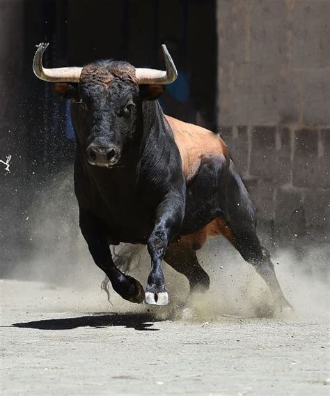 Exploring the Fear and Anxiety behind Bull Pursuit Dreams