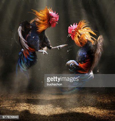 Exploring the Figurative Role of Rooster Combat Visions