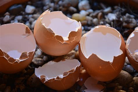 Exploring the Fragility and Vulnerability in Dreaming of Cracked Egg Shells