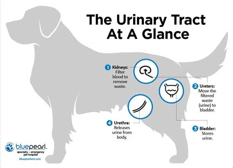 Exploring the Freudian Interpretation of Canine Urination Fantasies