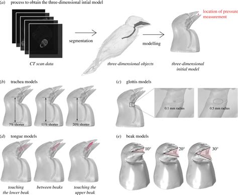 Exploring the Global Enchantment with Vocal Avian Companions: An Intercultural Outlook