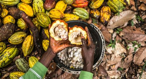 Exploring the Global Impact of Cocoa