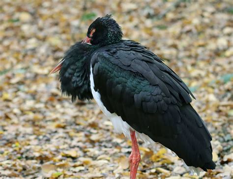 Exploring the Habitat of the Black Stork: Where Can You Find this Majestic Bird?