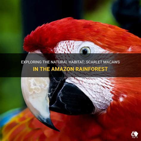 Exploring the Habitat of the Scarlet Macaw: A Fascinating Journey into its Natural Environment