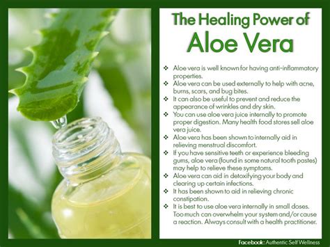 Exploring the Healing Powers: Aloe Vera Plants as a Symbol of Restoration and Rejuvenation