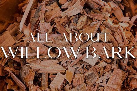 Exploring the Healing Properties and Medicinal Applications of the Willow Bark