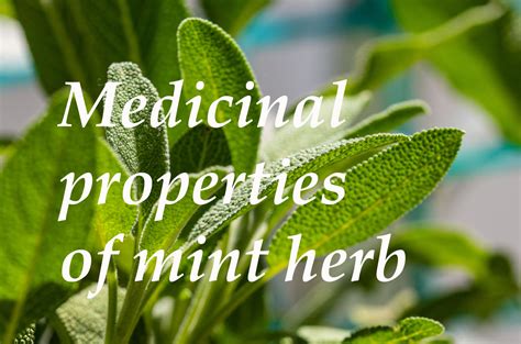 Exploring the Healing Properties of Mint