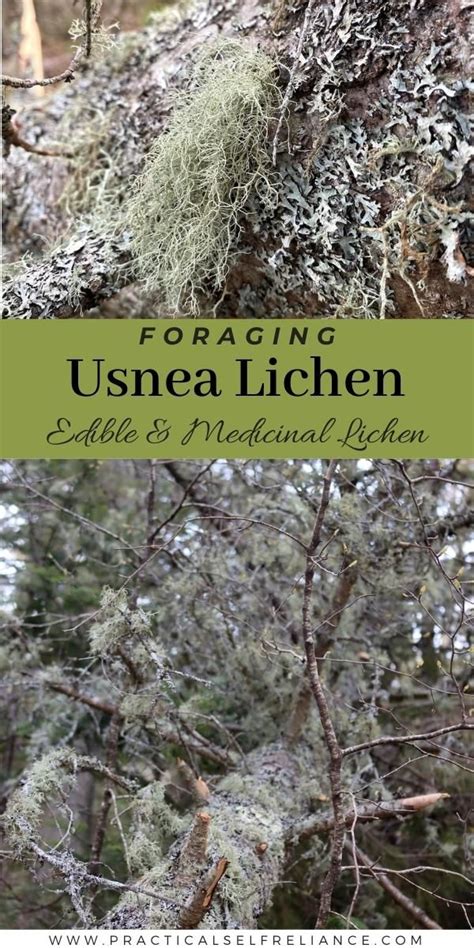 Exploring the Healing Properties of Usnea Lichen