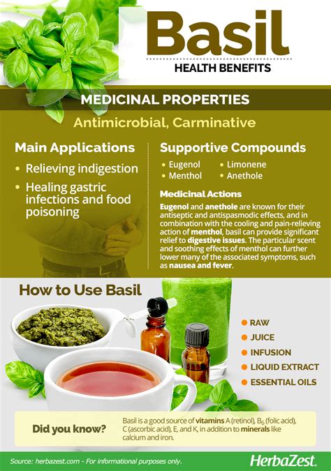 Exploring the Health Benefits of Sacred Basil Leaves