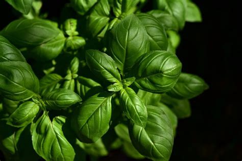 Exploring the Health-related Symbolism of Basil in Dreams