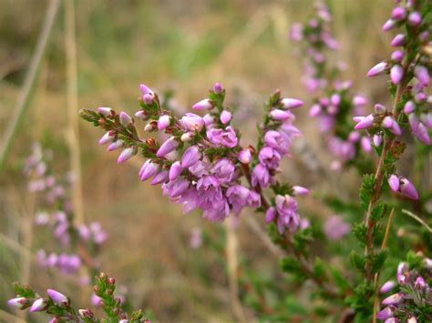 Exploring the Height of Heather Wild