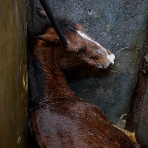 Exploring the Hidden Desires Expressed in Equine Slaughter Dreams