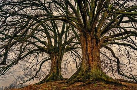 Exploring the Hidden Significance of Dreaming about a Toppled Arbor