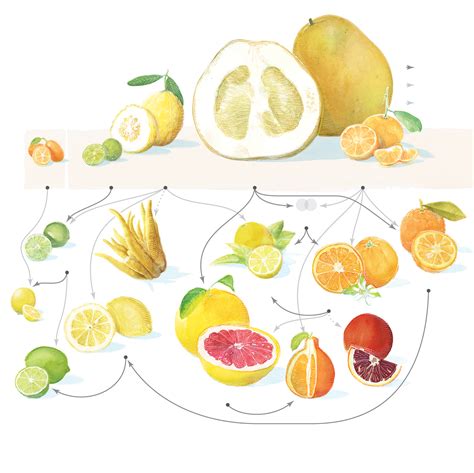 Exploring the History and Origins of the Zesty Citrus Fruit