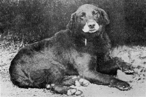 Exploring the History of Labrador Retrievers with a Focus on their Dark-Coated Ancestors