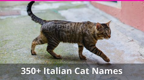 Exploring the Identity of the Italian Feline