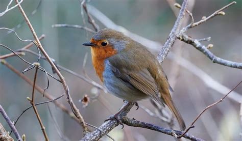 Exploring the Importance of Infant Robin Visions in Diverse Cultures