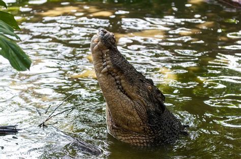 Exploring the Influence of Emotions in Crocodile Pursuit Dreams