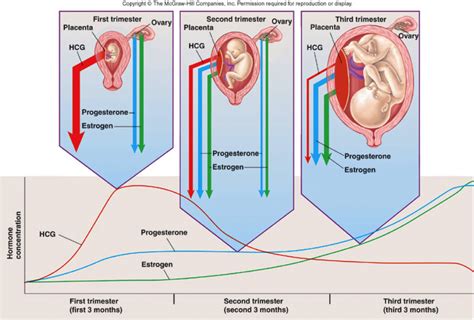 Exploring the Influence of Hormones on Dream Patterns during the Maternal Journey