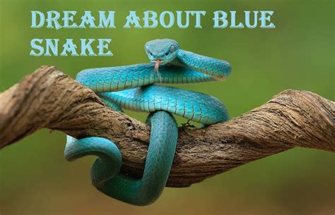 Exploring the Influence of Power and Control in Dreams of Snake Confrontations