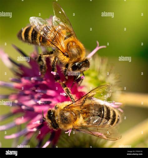 Exploring the Intricacies of Jacinta Bee: An Up-Close Examination