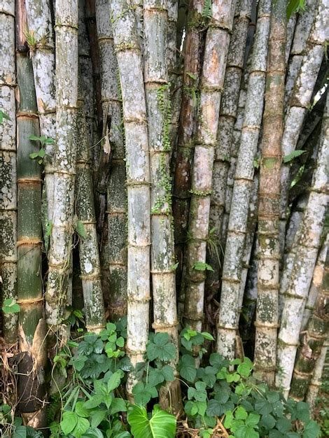 Exploring the Intricate Beauty of Bamboo Trees: Nature's Masterpiece