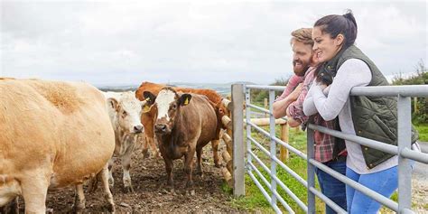 Exploring the Irresistible Appeal of Cattle Farming: Pursuing the Enchanting Possibilities