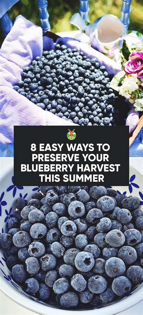 Exploring the Journey: Preserving Blueberries for Year-Round Delight