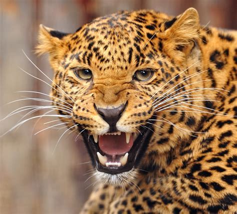 Exploring the Life and Career of Jagg The Jaguar