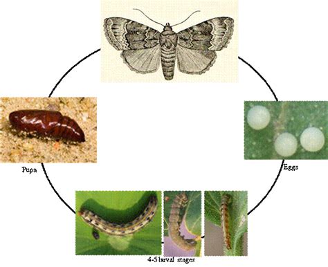 Exploring the Life and Work of Lepidoptera