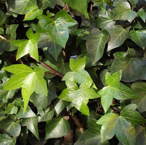 Exploring the Life of Hedera Helix