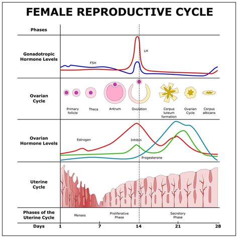 Exploring the Link Between Dreams and the Female Reproductive Cycle