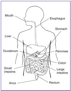 Exploring the Link Between Physical Well-being and Dreams About Digestive System