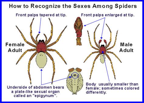 Exploring the Link Between Spiders and Feminine Empowerment