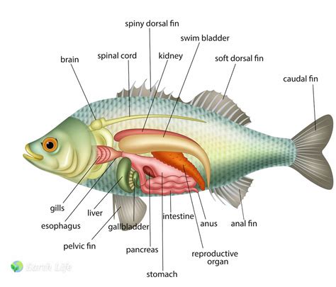 Exploring the Link to Food: Decoding the Symbolic Meaning of Fish in the Digestive System