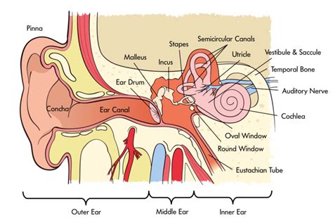 Exploring the Marvels of the Human Ear: An Intriguing Voyage into Auditory Perception