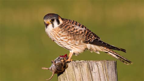 Exploring the Meaning Behind Avian Predation on Aquatic Creatures