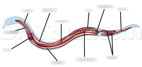 Exploring the Meaning and Significance of Snake Encounter in One's Digestive System