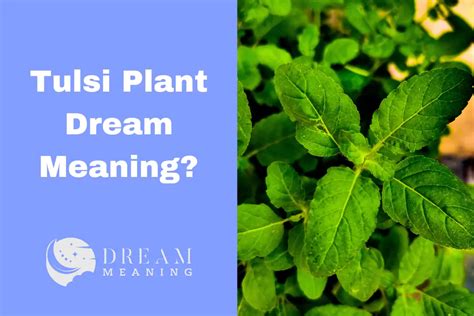 Exploring the Meanings behind Ingesting Tulsi Foliage in Dreams