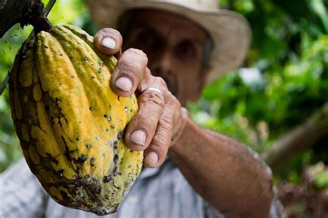 Exploring the Mysteries of Cocoa Bean Harvesting