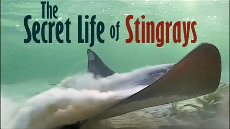 Exploring the Mysterious Life Cycle of Stingrays