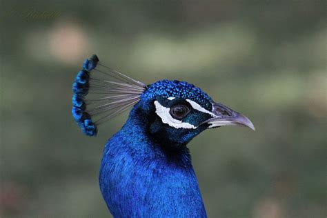 Exploring the Mysterious Significance of the Majestic Vanishing Peafowl