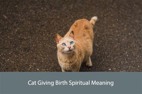 Exploring the Mystical Significance behind Fantasies of Birthing Feline Offspring