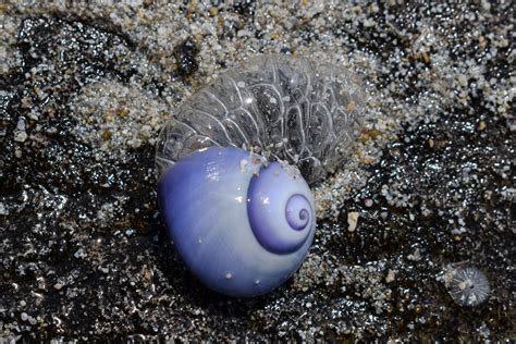 Exploring the Ocean's Kaleidoscope: Enchanting and Radiant Sea Snail Species