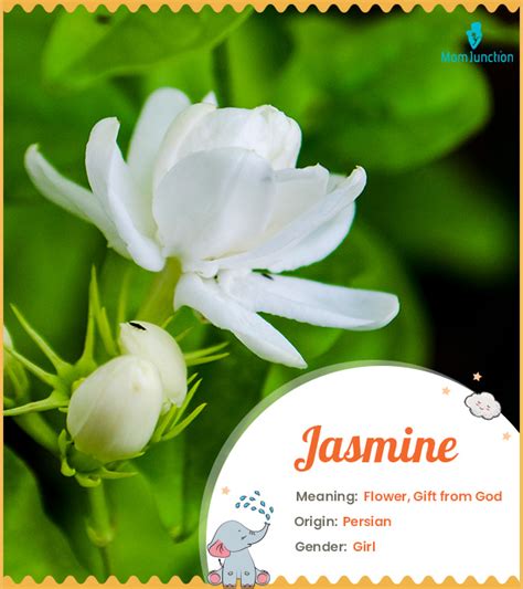 Exploring the Origin of Worship Jasmine: Early Years and Professional Path