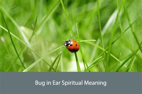 Exploring the Origins and Symbolism of Bugs Intruding the Ear